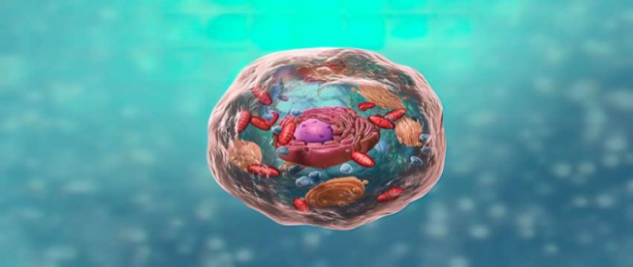 células nucleadas